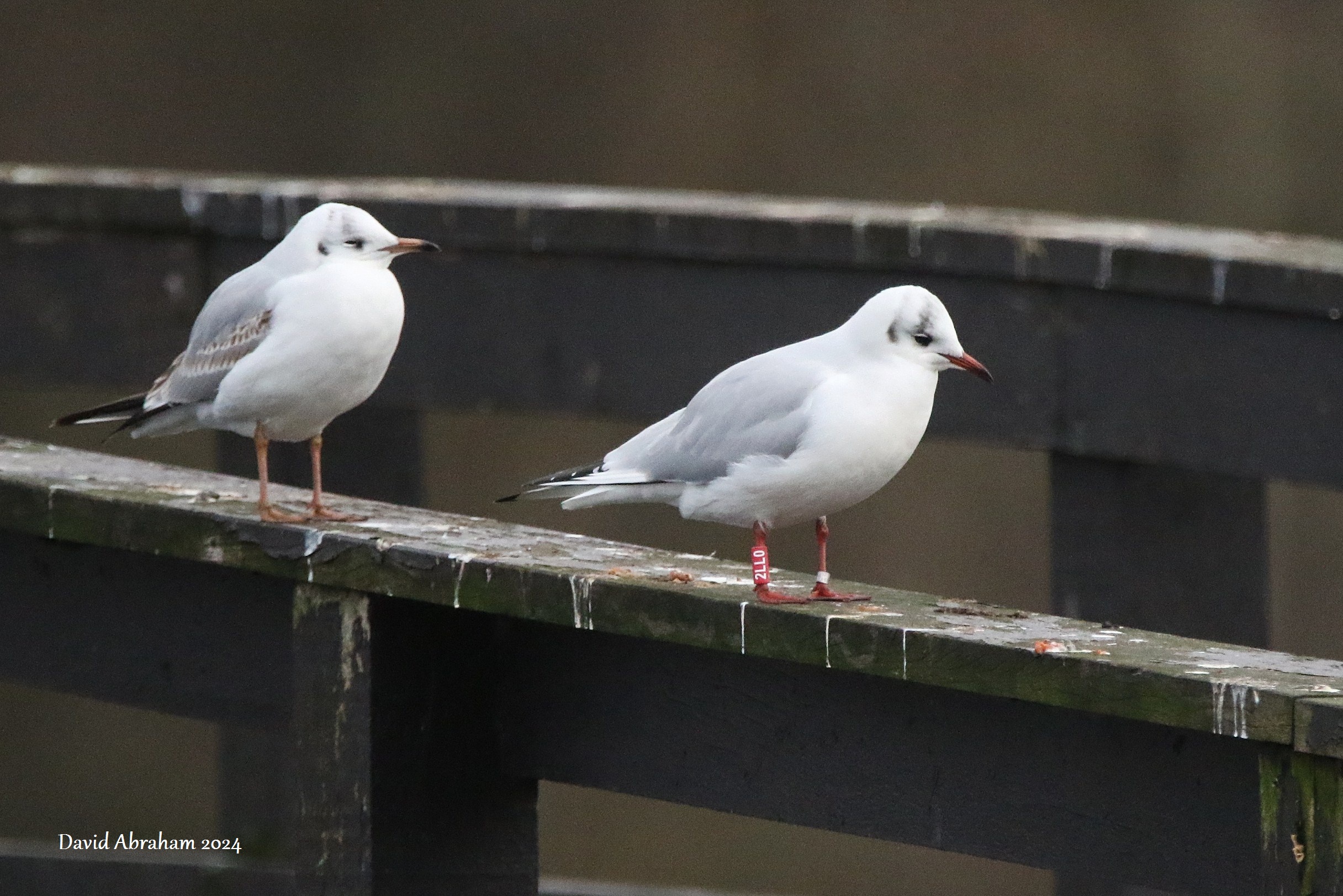 Black-headed Gull