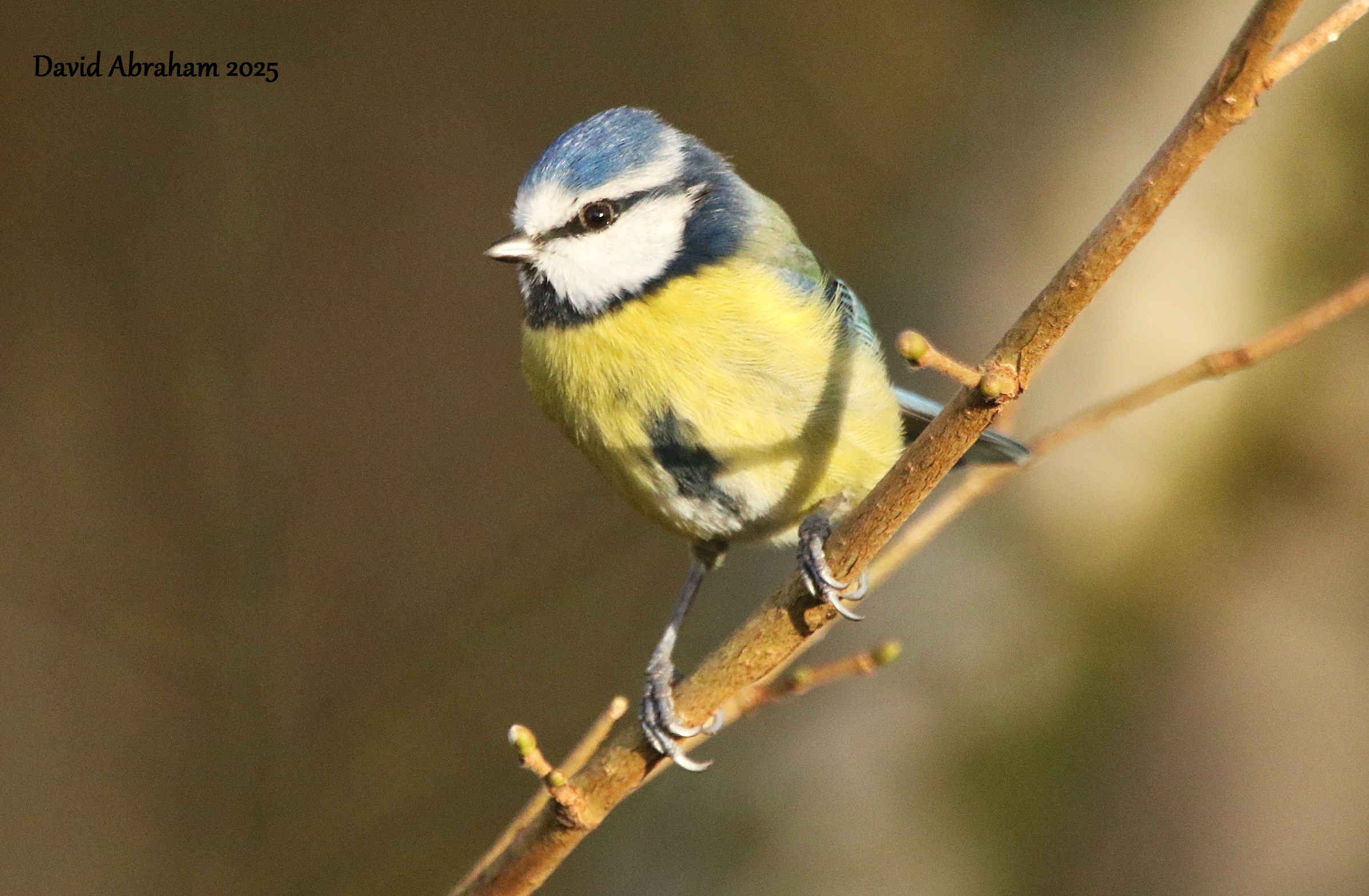 Blue Tit 
