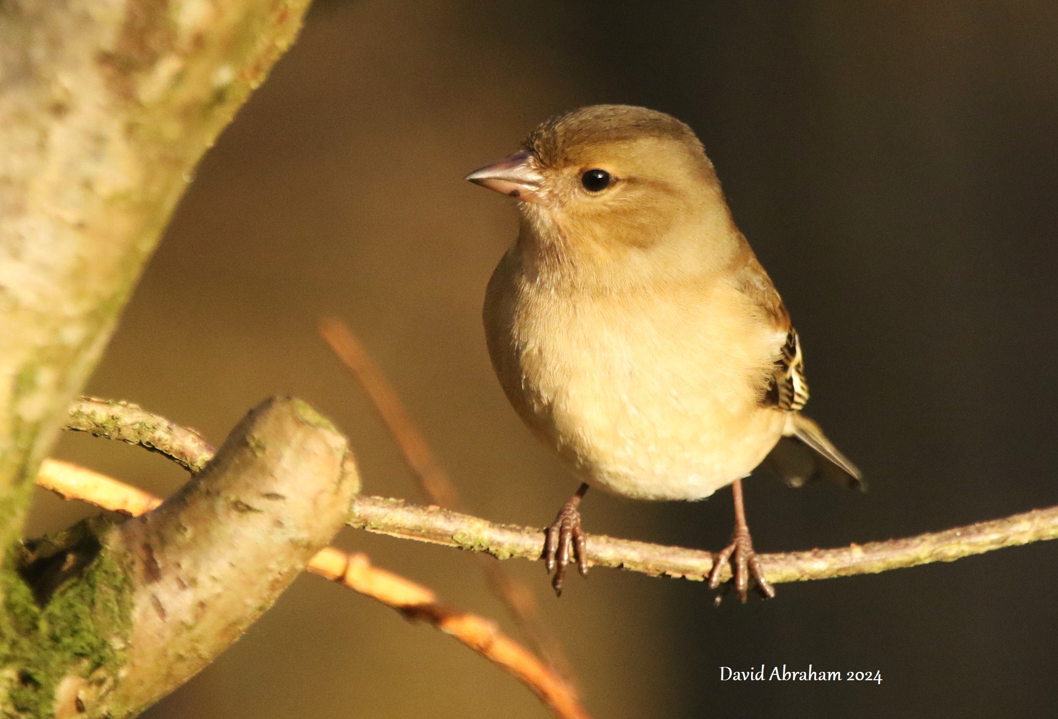 Chaffinch 