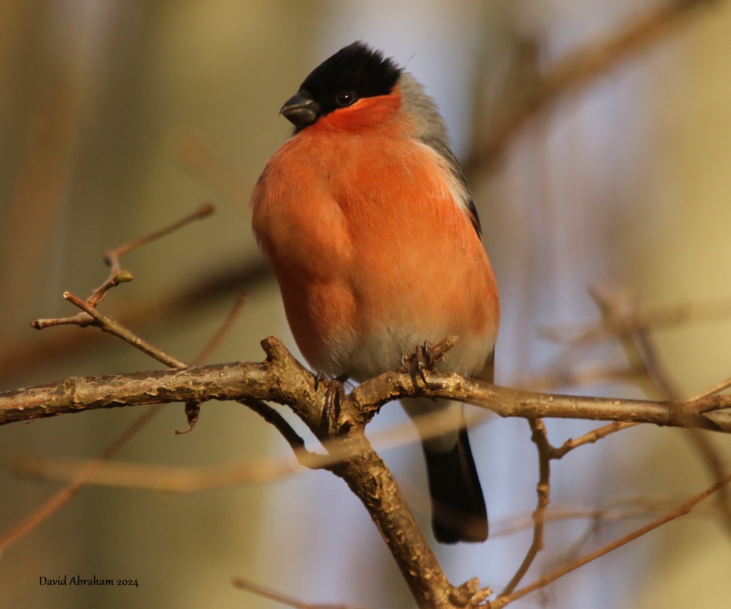 Bullfinch 