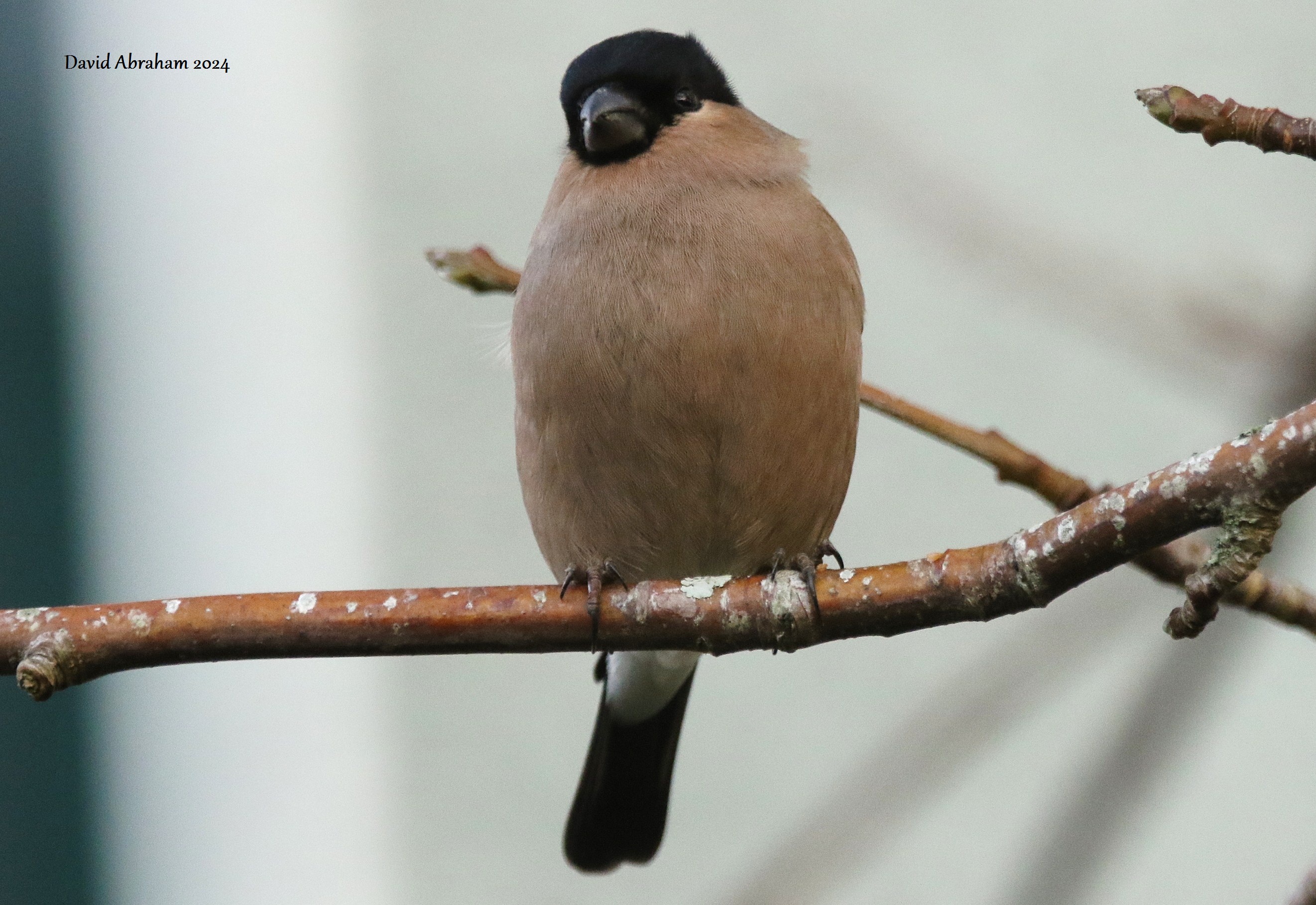 Bullfinch 