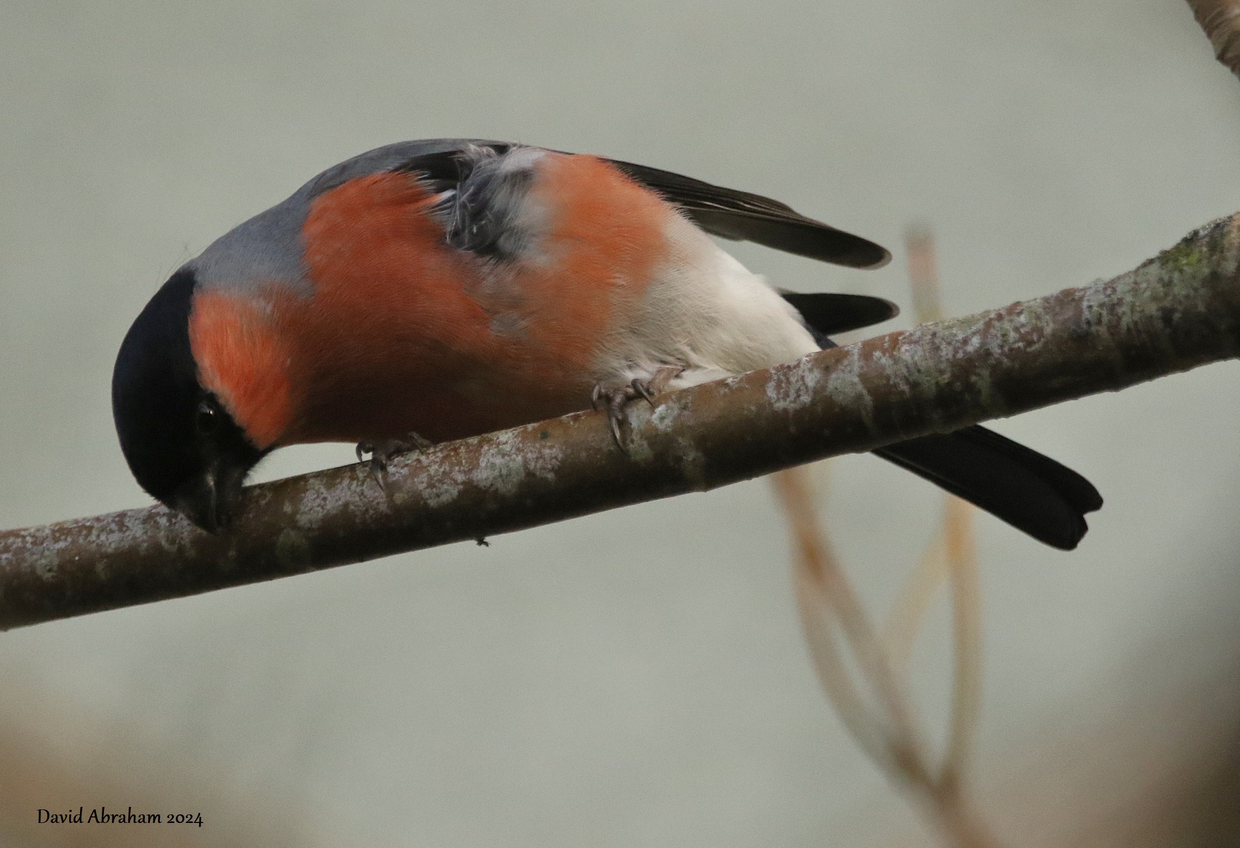  Bullfinch 