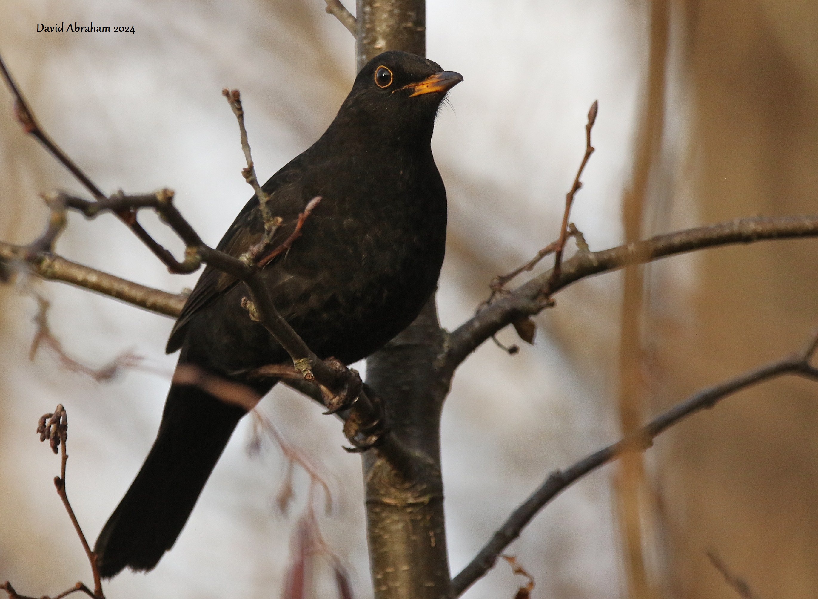 Blackbird 