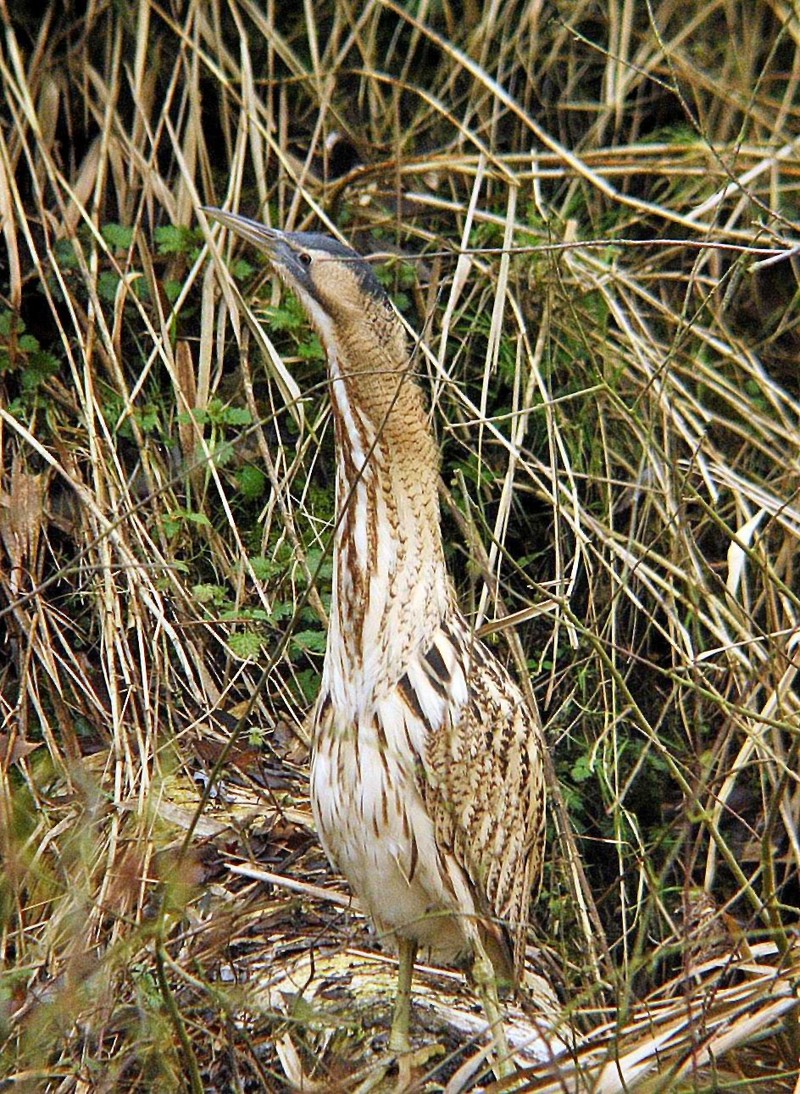 Bittern