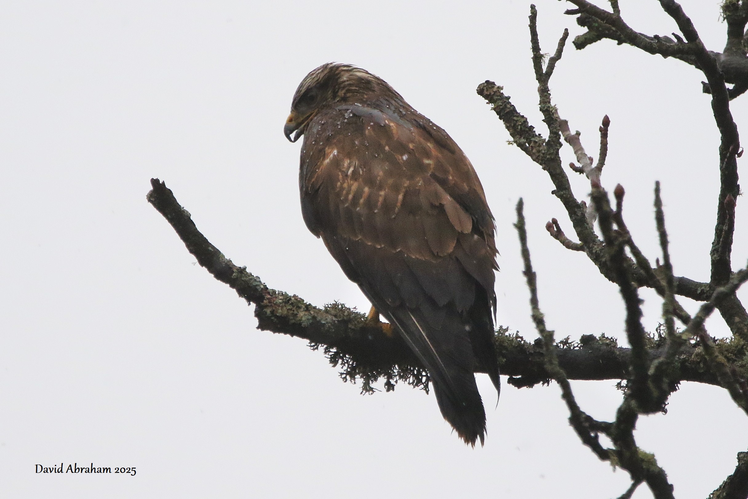 Common Buzzard 