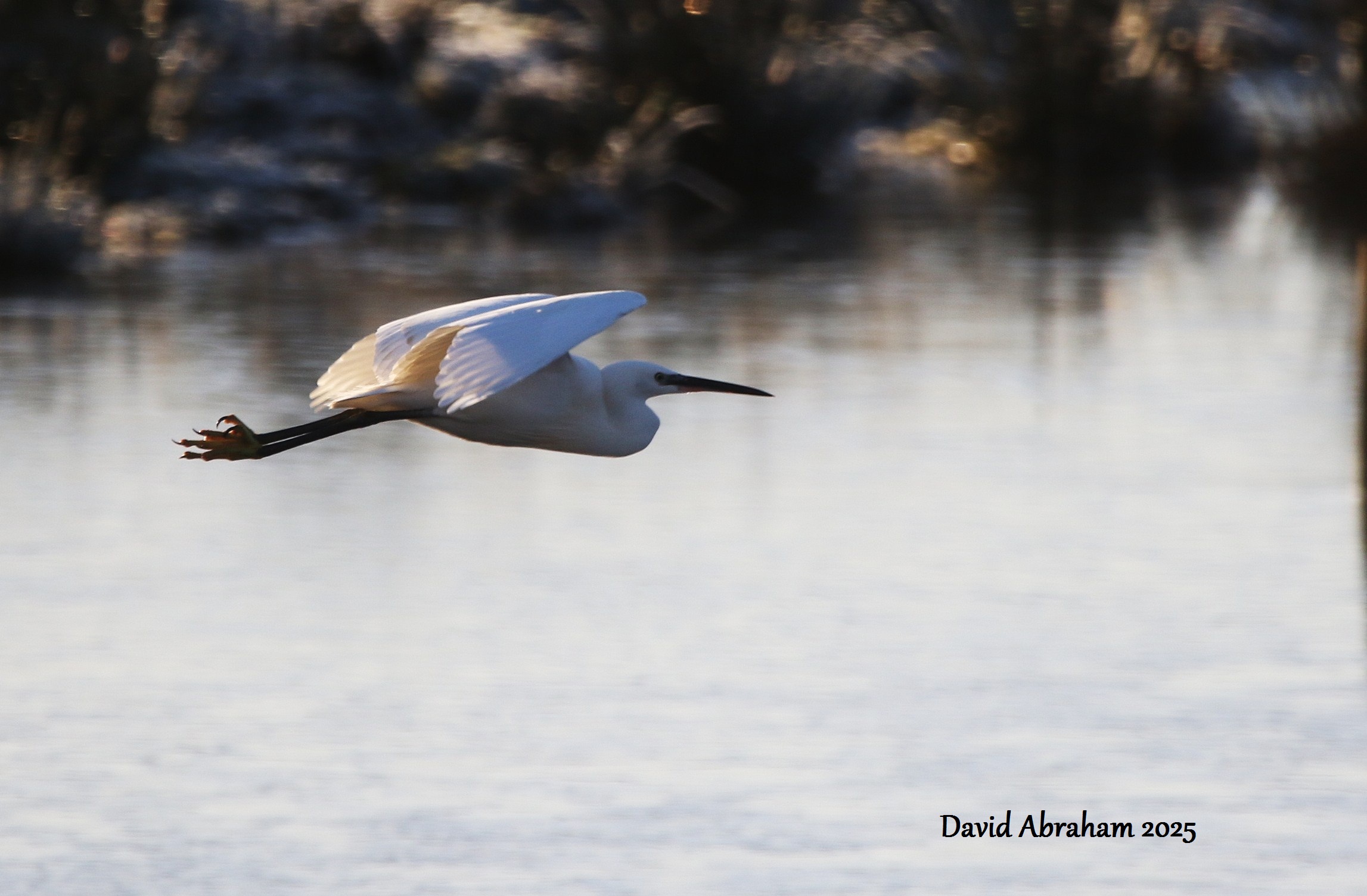 Little Egret 