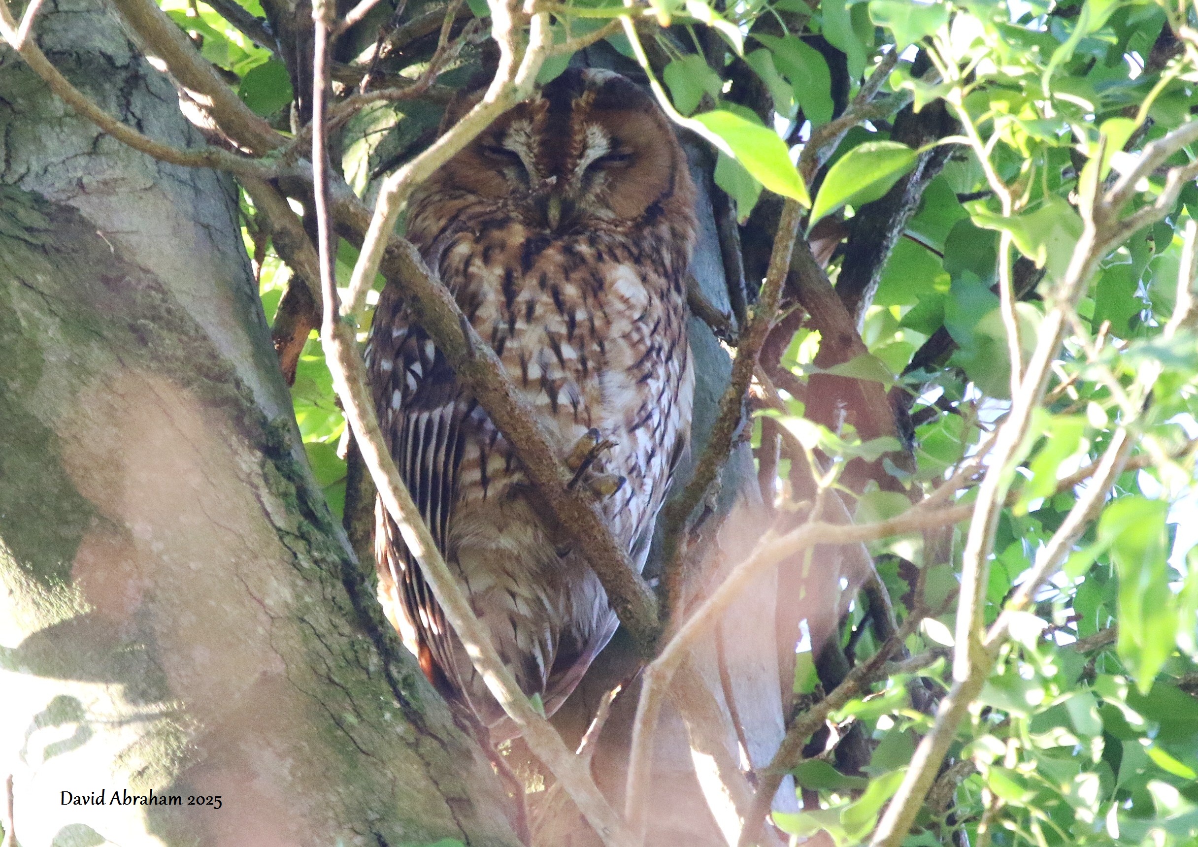 Tawny Owl 