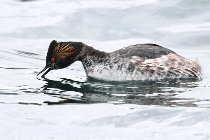 Black-necked Grebe