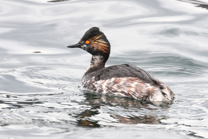 Black-necked Grebe