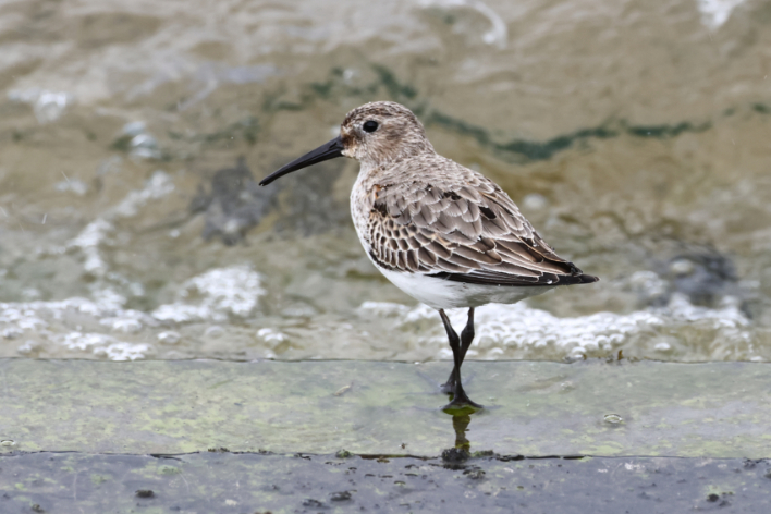 Dunlin