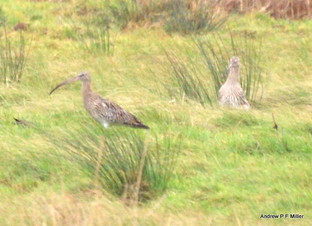Curlew