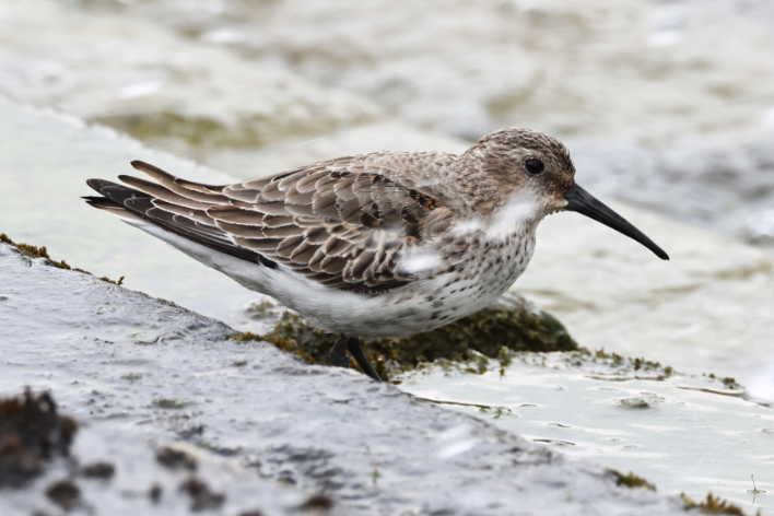 Dunlin