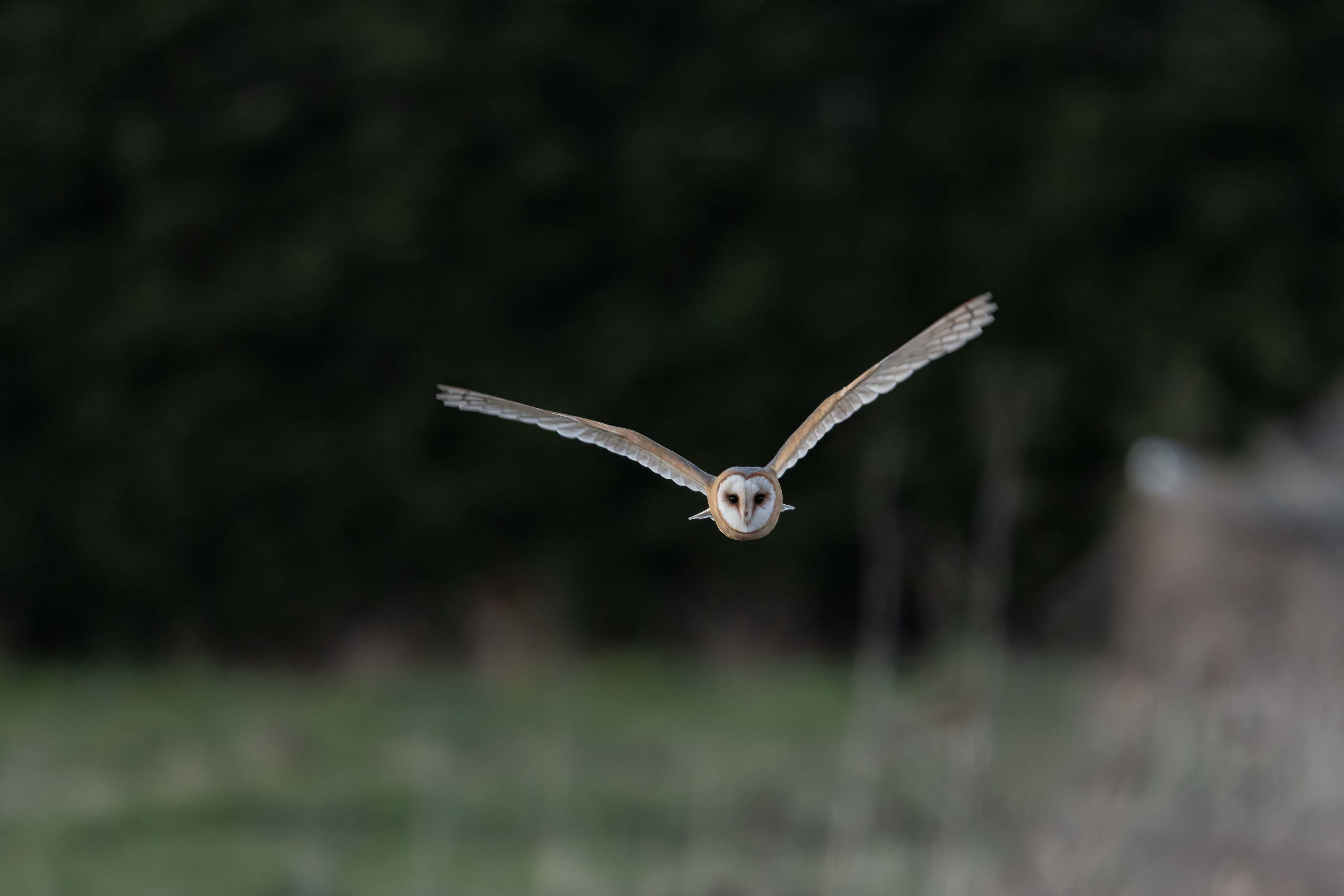Dark-breasted Barn Owl