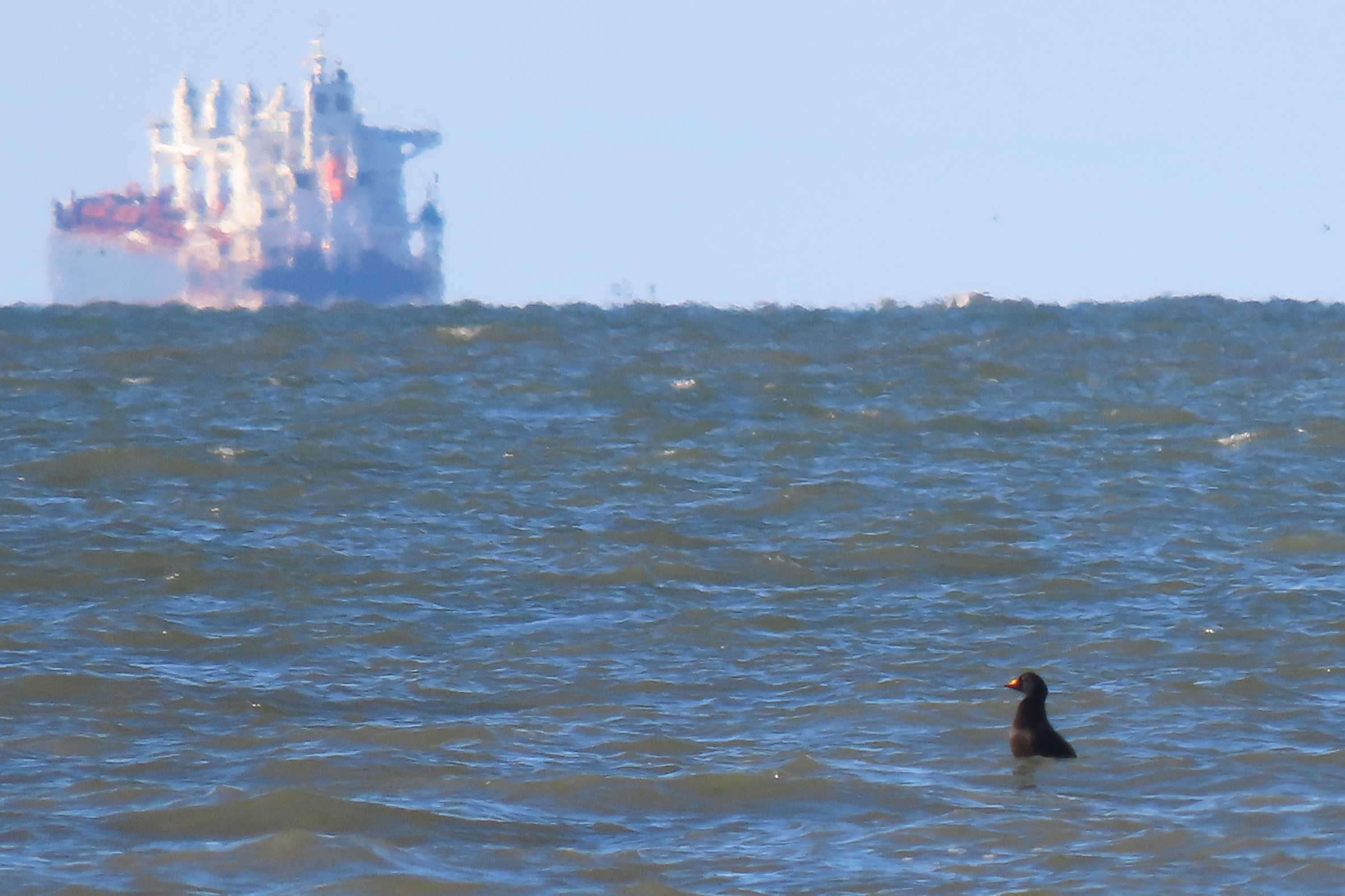 Black Scoter