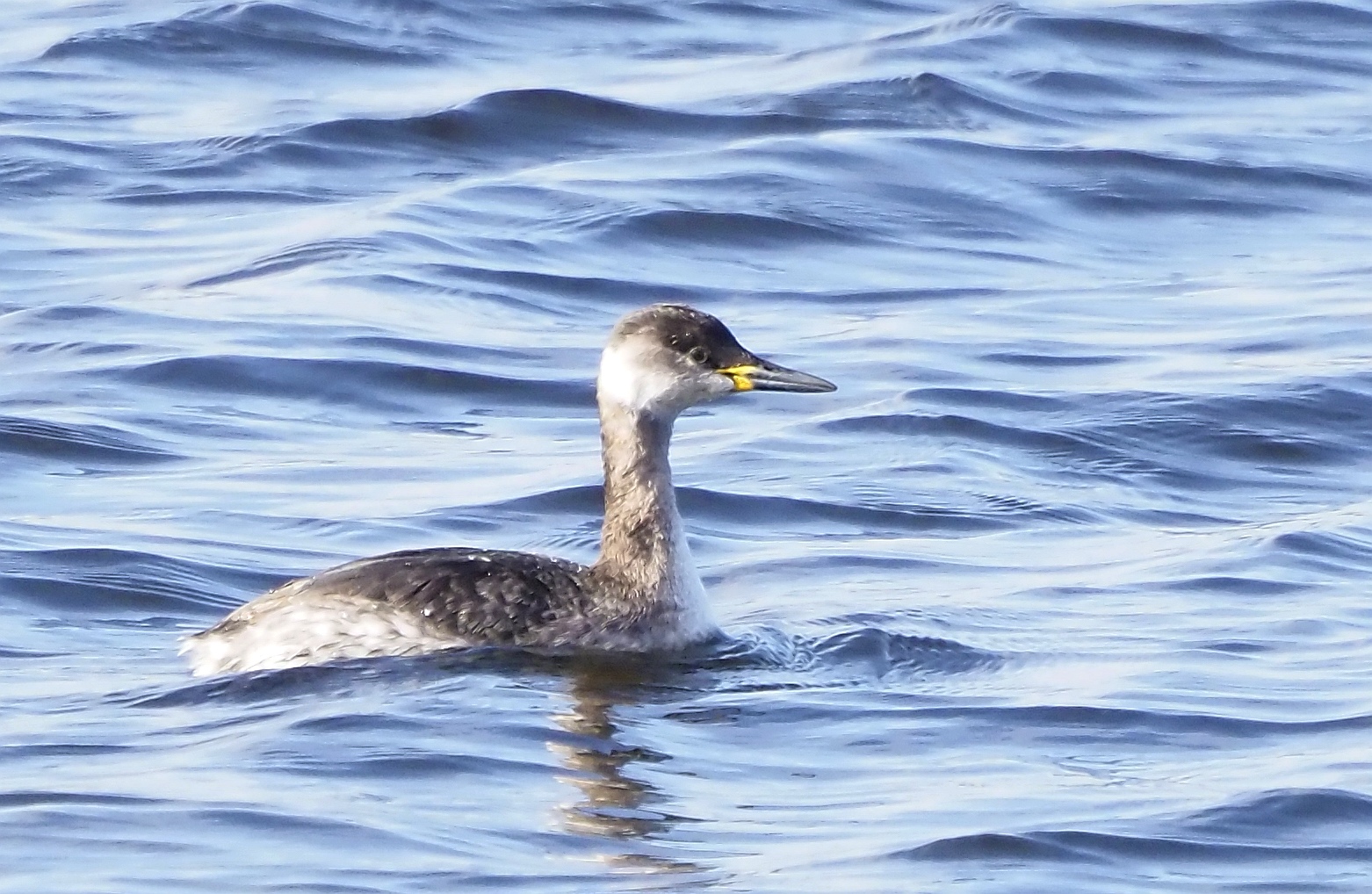 Red-necked Grebe