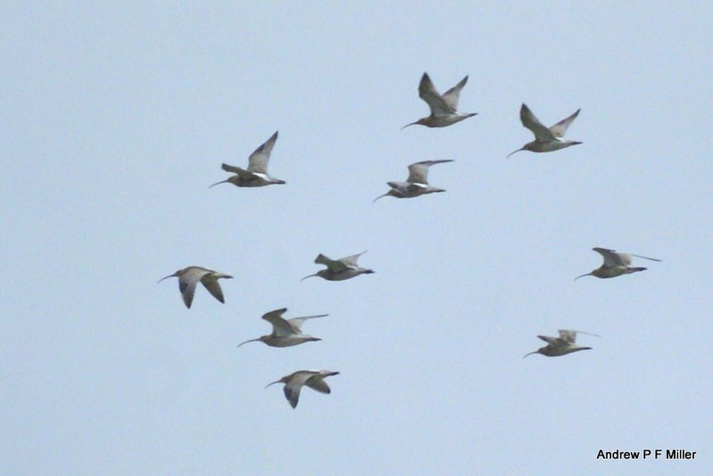 Curlew
