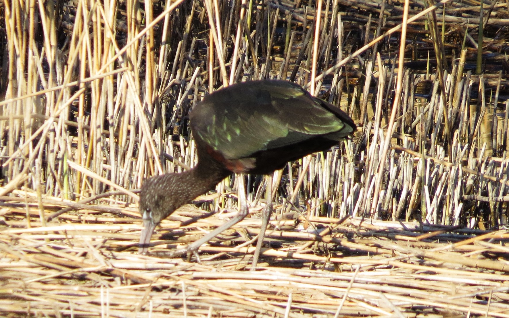 Glossy Ibis