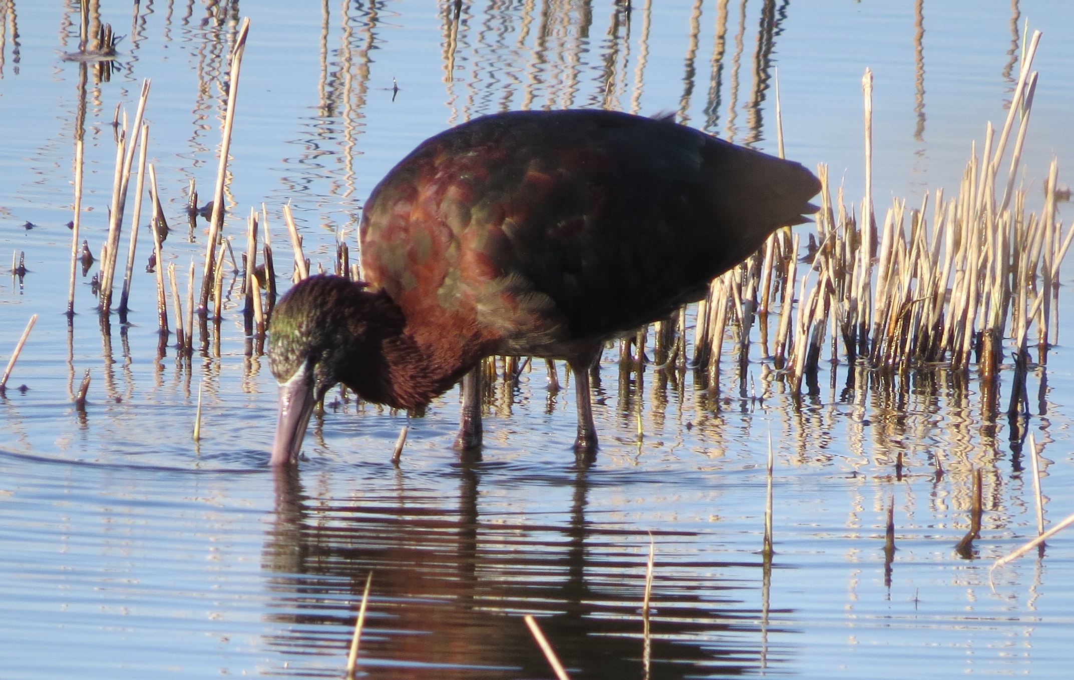 Glossy Ibis
