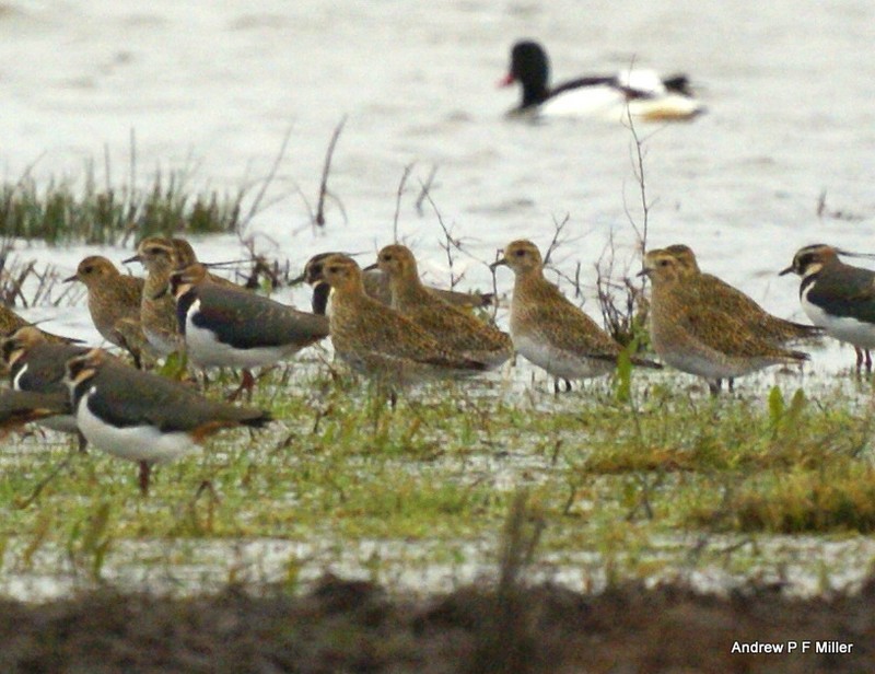 Golden Plover
