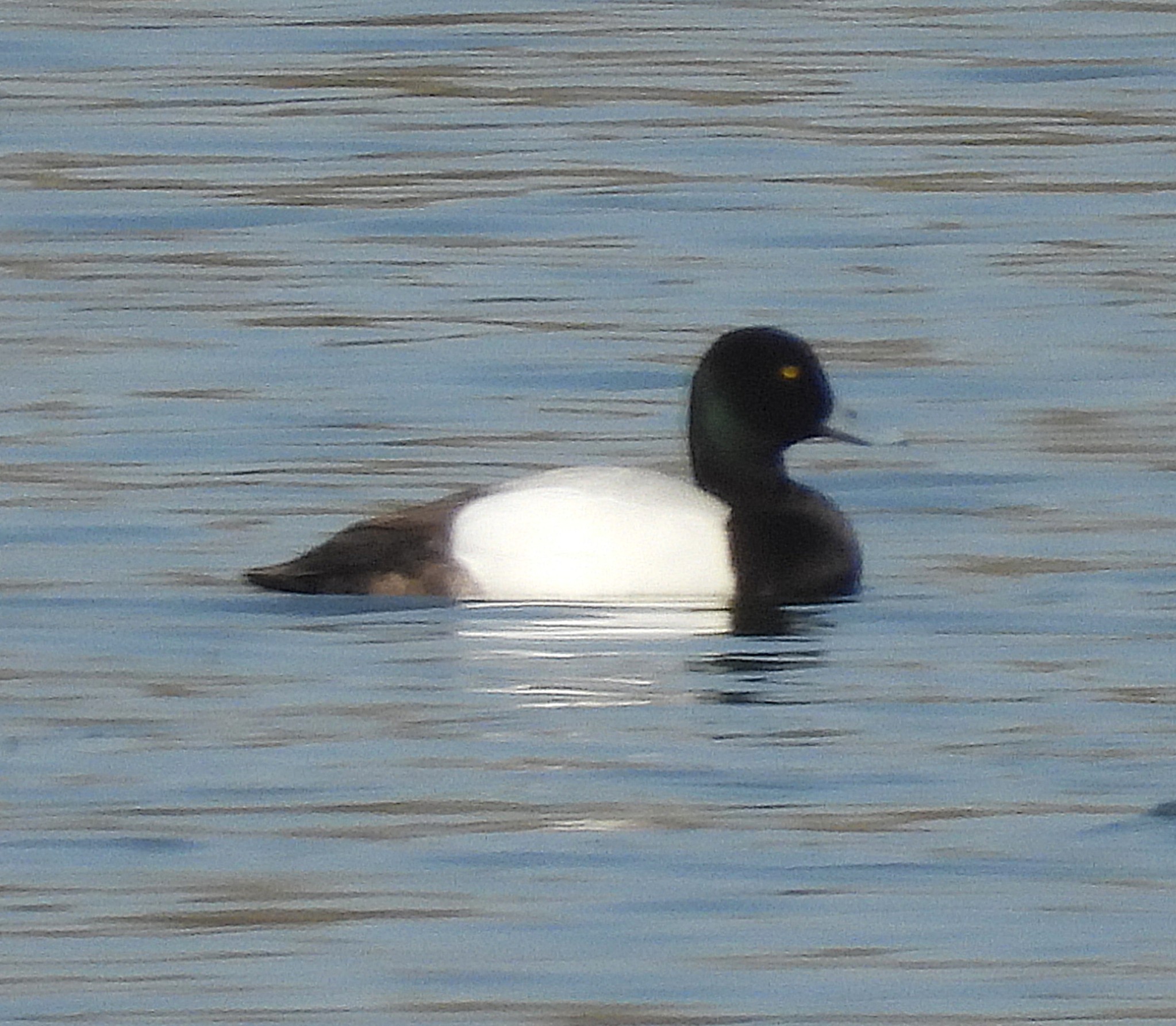 Scaup