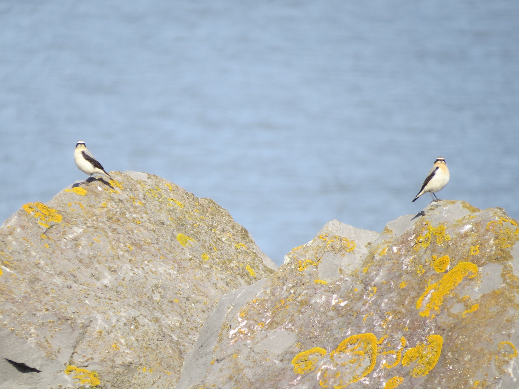 Wheatear