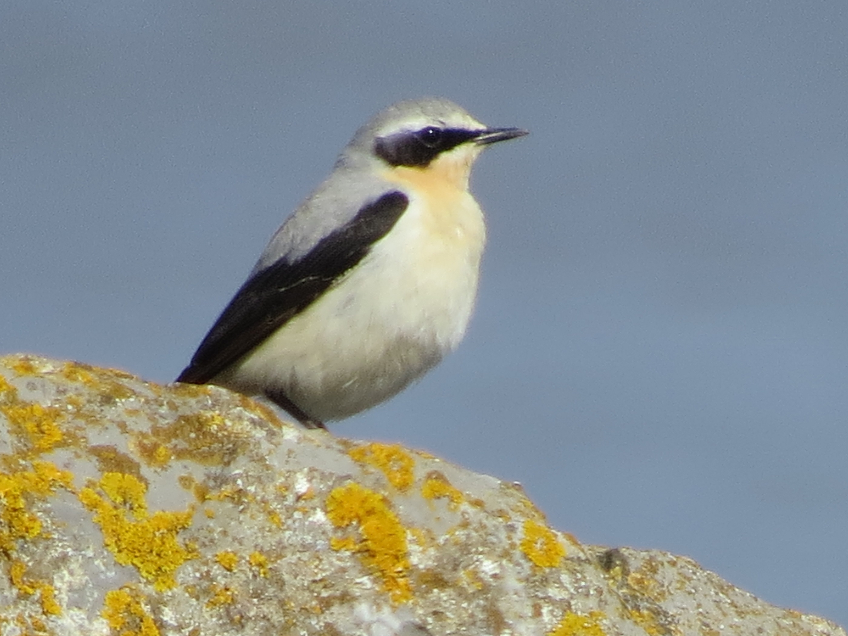 Wheatear