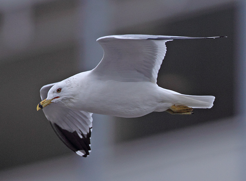 Ring-billed Gull