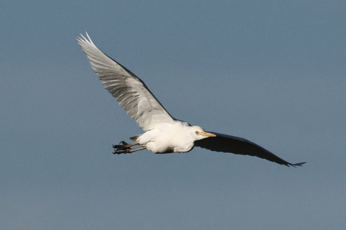 Cattle Egret