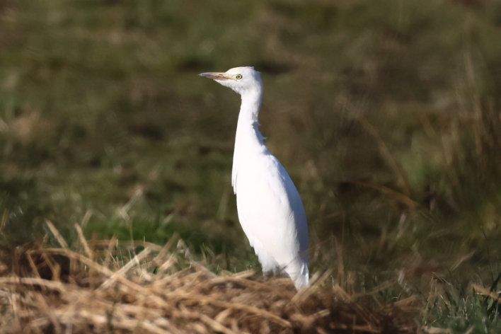 Cattle Egret