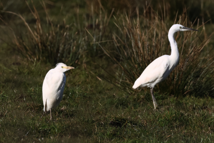 Cattle Egret