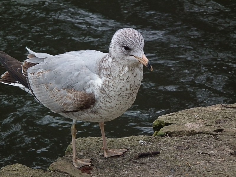 Ring-billed Gull