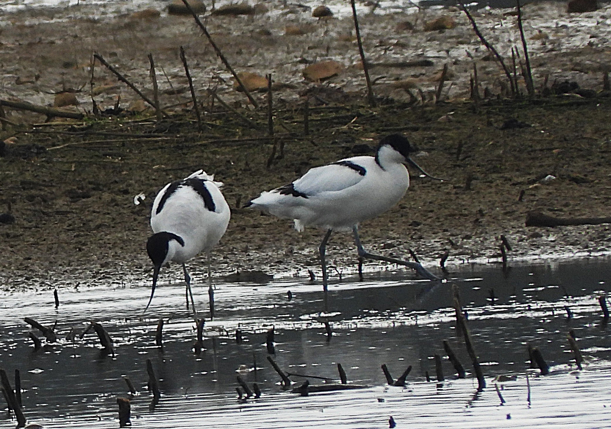 Avocet