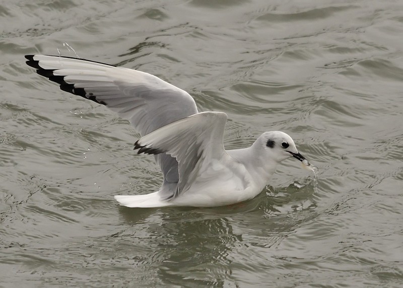 Bonaparte's Gull