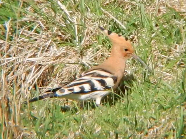 Hoopoe