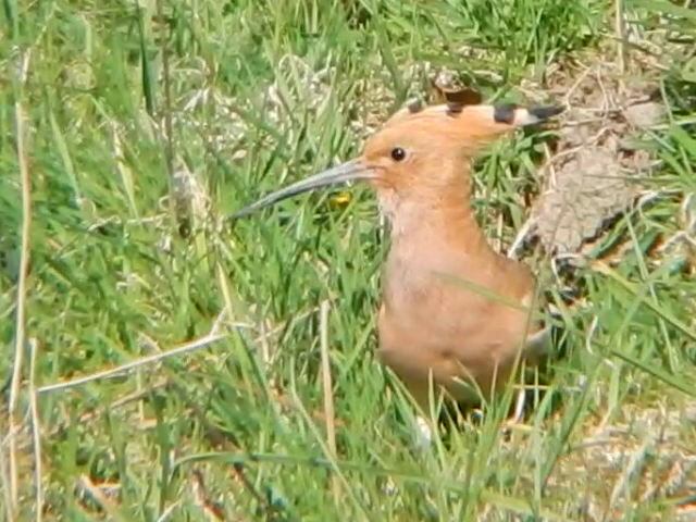 Hoopoe