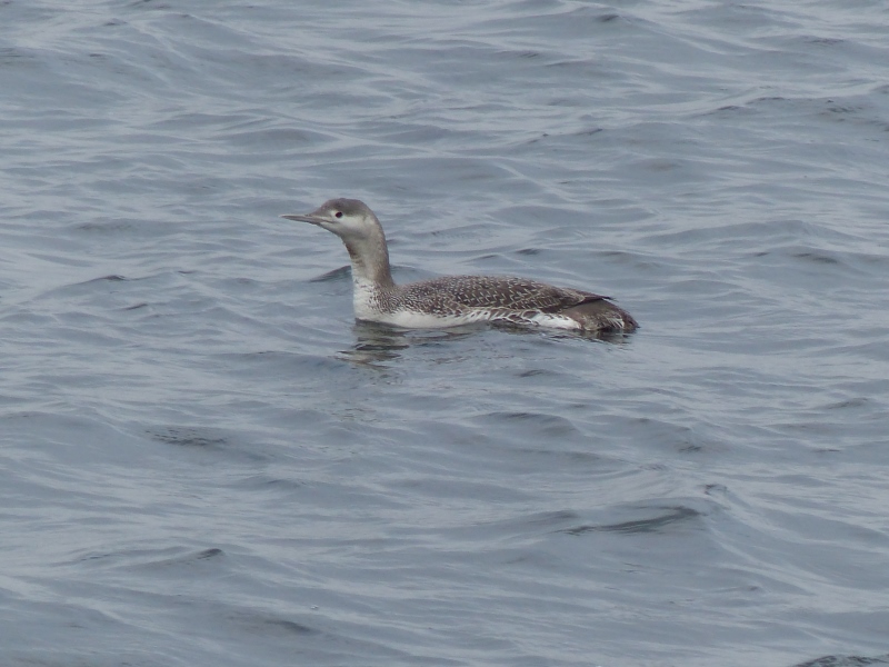 Red-throated Diver