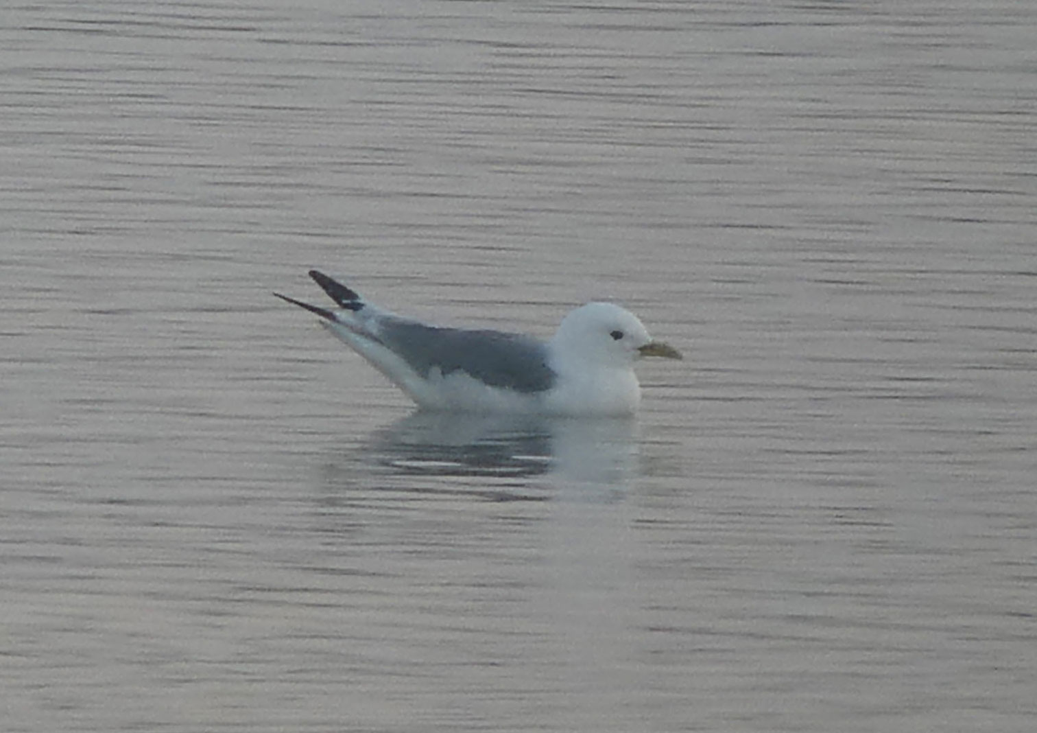 Kittiwake