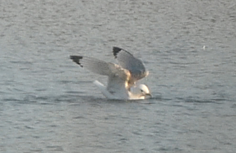 Kittiwake