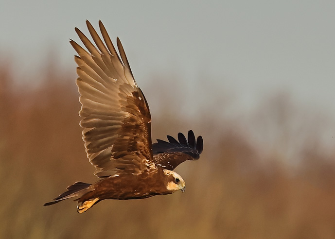 Marsh Harrier