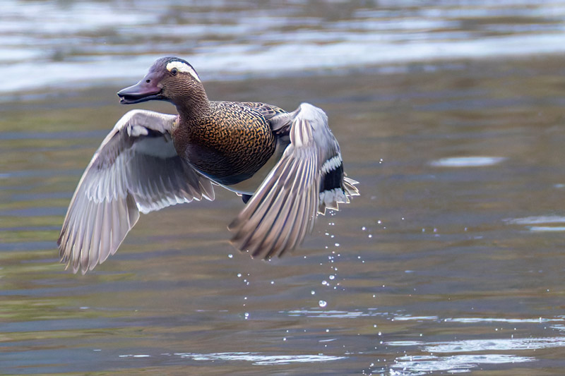 Garganey