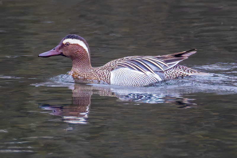 Garganey