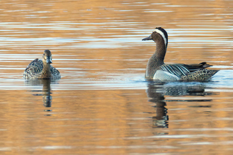 Garganey
