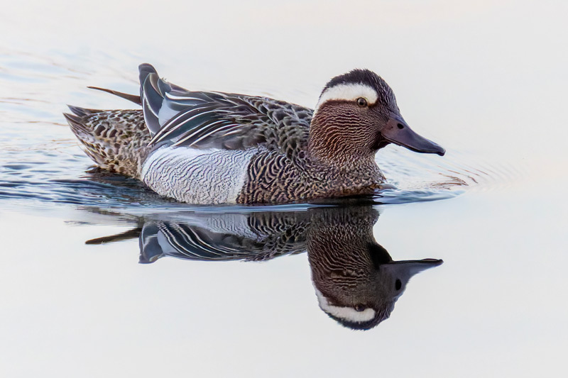 Garganey