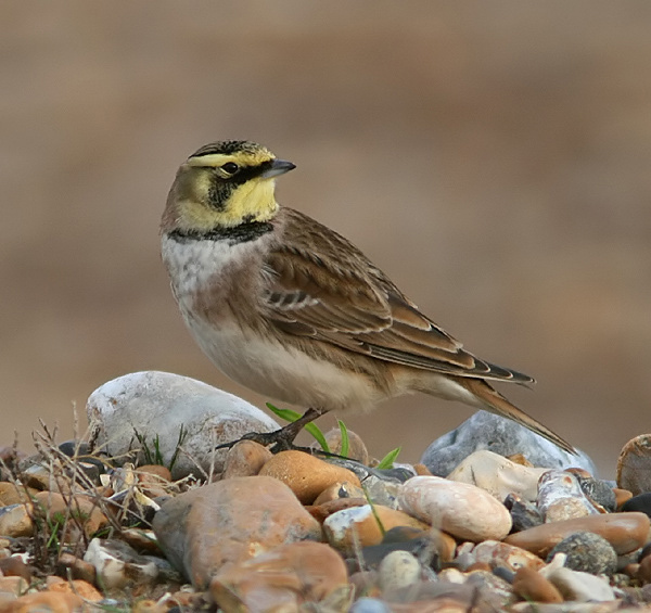 Shorelark