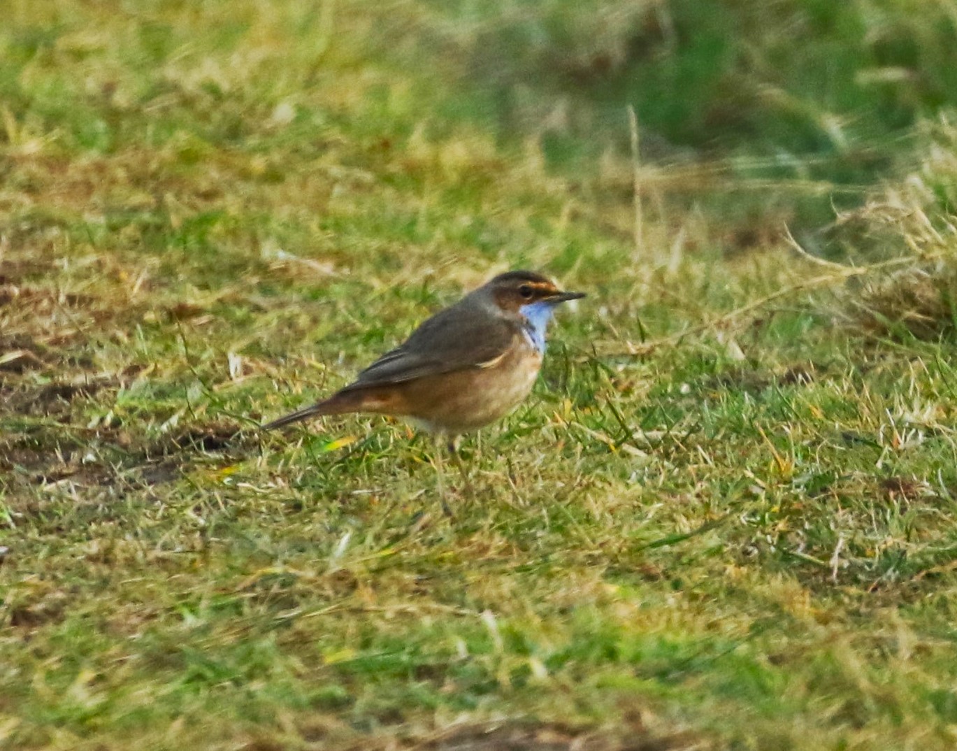 White-spotted Bluethroat