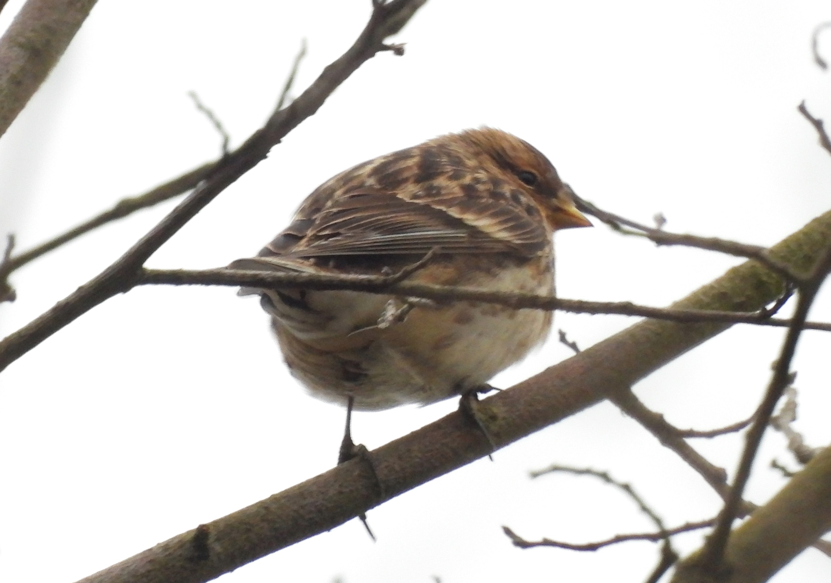 Twite