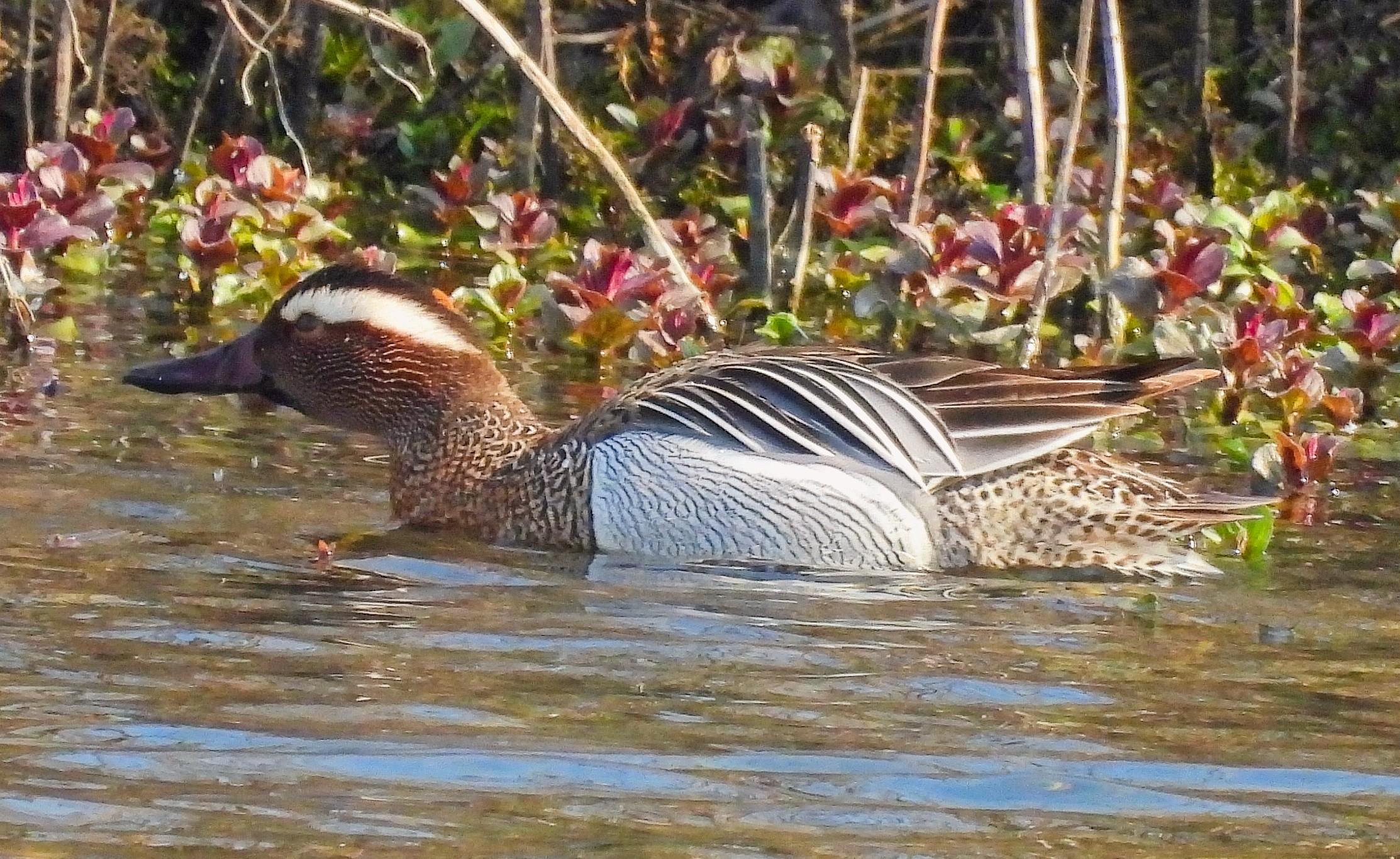 Garganey