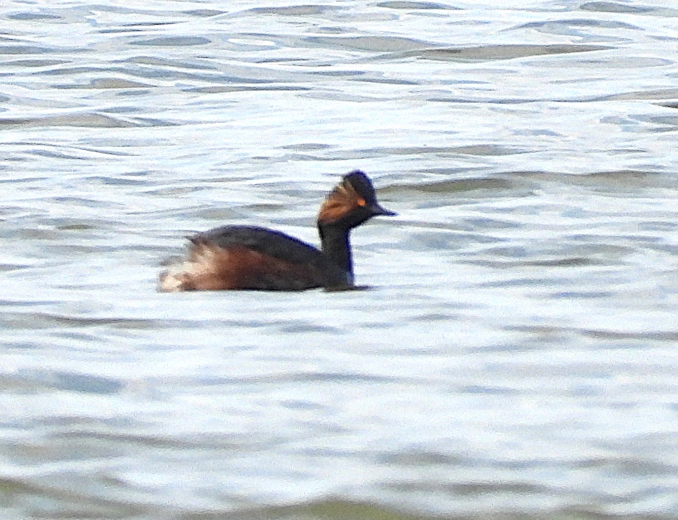 Black-necked Grebe