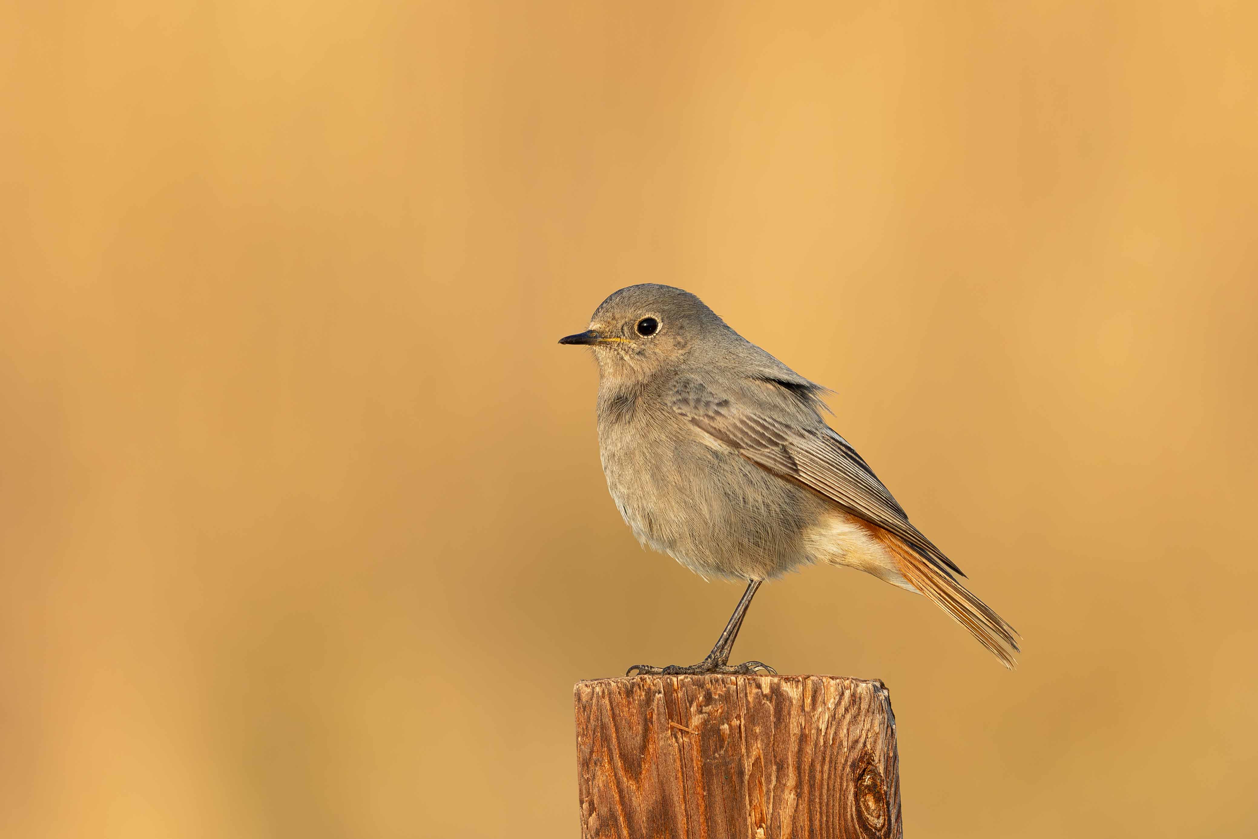 Black Redstart