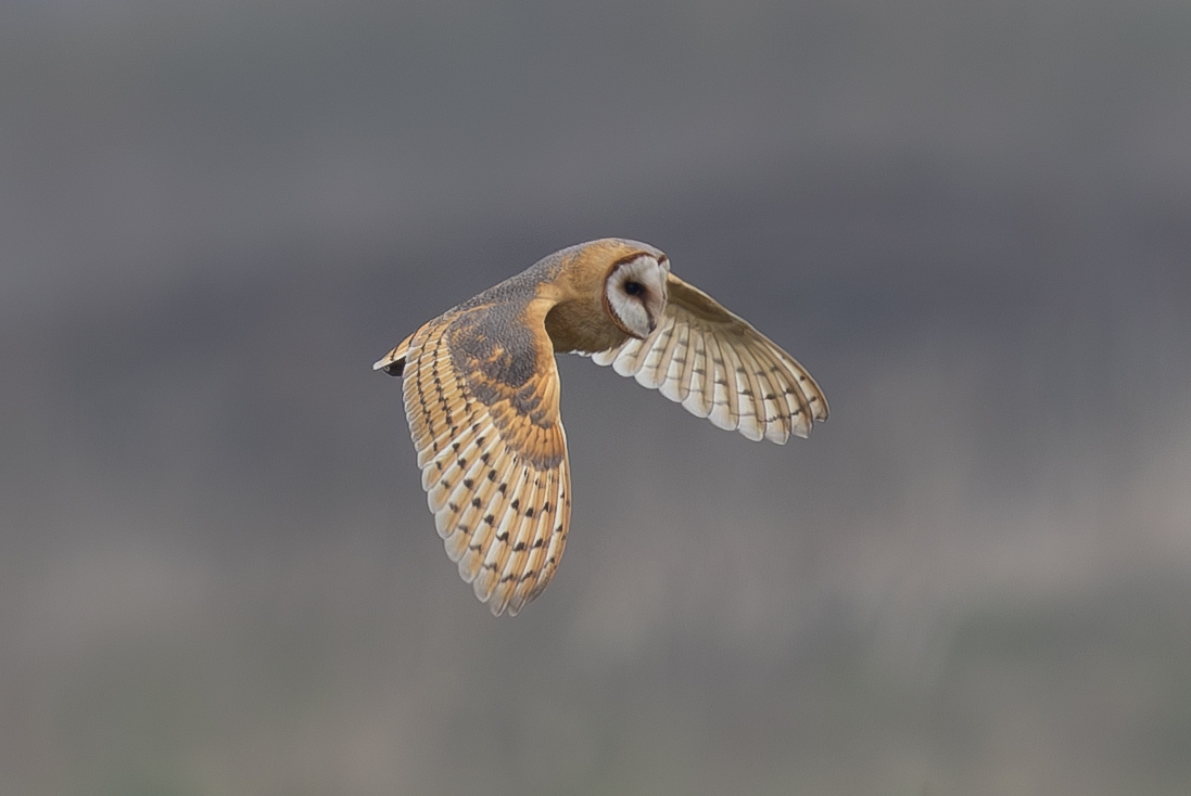 Dark-breasted Barn Owl